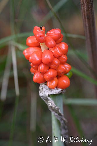 Arum maculatum obrazki plamiste) , owoc