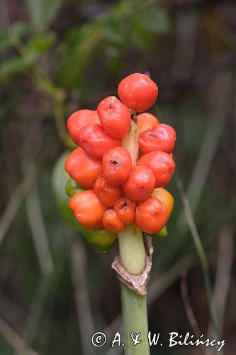 Arum maculatum obrazki plamiste) , owoc