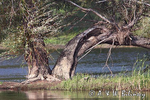 rzeka Odra koło Gozdowic, wierzba