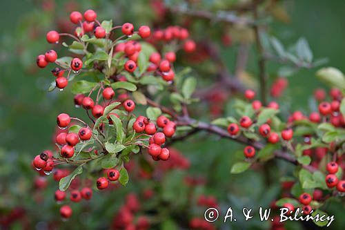 Pyracantha coccinea ognik szkarłatny) , liście i owoce