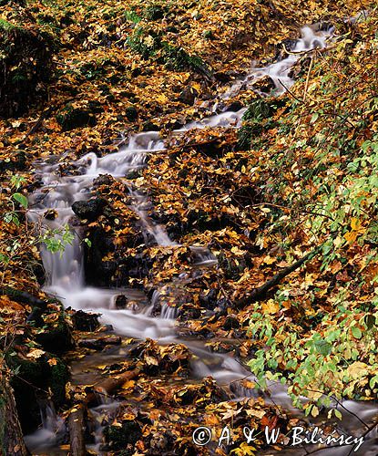strumyk i wodospad w Ojcowskim Parku Narodowym