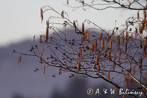 Olsza szara Alnus incana)