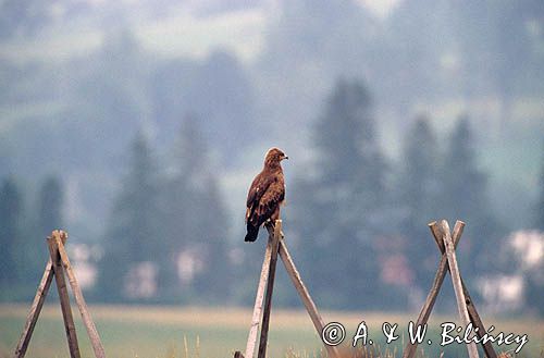 Orlik krzykliwy, Aquila pomarina
