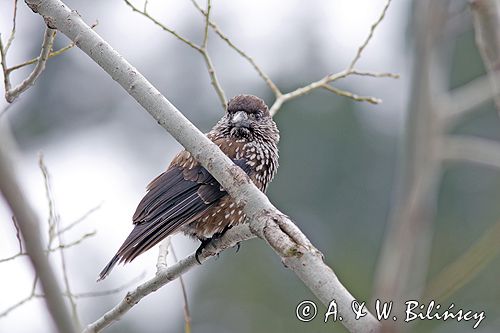 orzechówka orzechówka zwyczajna, Nucifraga caryocatactes