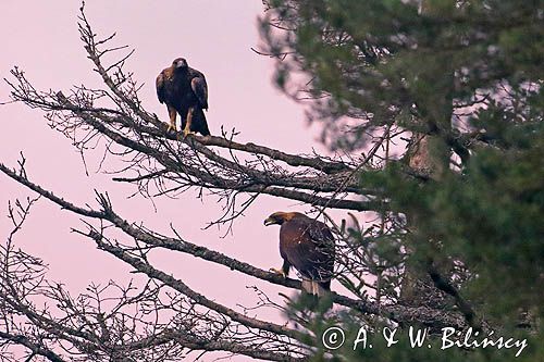 Orzeł przedni, zys, Aquila chrysaetos