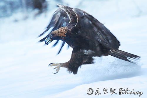 Orzeł przedni, zys, Aquila chrysaetos
