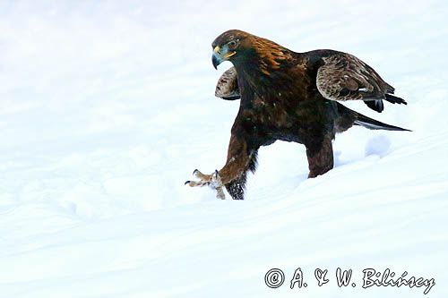 Orzeł przedni, zys, Aquila chrysaetos