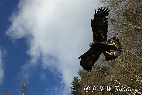 Orzeł przedni, zys, Aquila chrysaetos