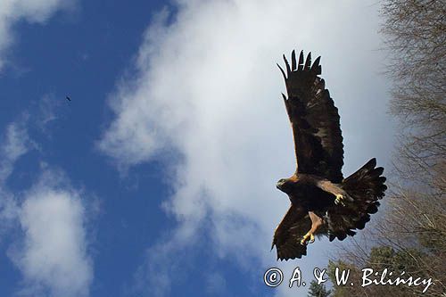 Orzeł przedni, zys, Aquila chrysaetos