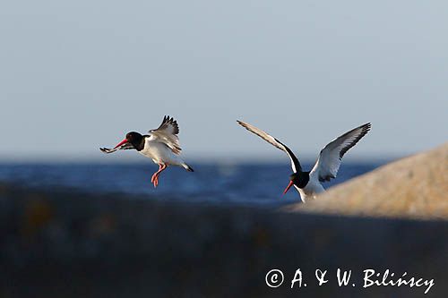 Ostrygojad zwyczajny, ostrygojad, Haematopus ostralegus
