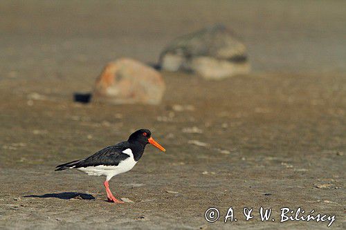 Ostrygojad zwyczajny, ostrygojad, Haematopus ostralegus, Szwecja Zachodnia, Kattegat