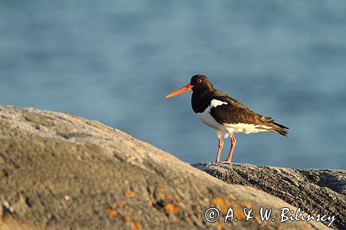 Ostrygojad zwyczajny, ostrygojad, Haematopus ostralegus, Szwecja Zachodnia, Kattegat