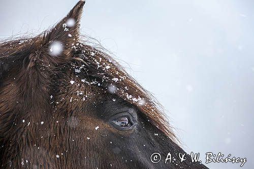 hucuł Otryt, Bieszczady, zimowy portret