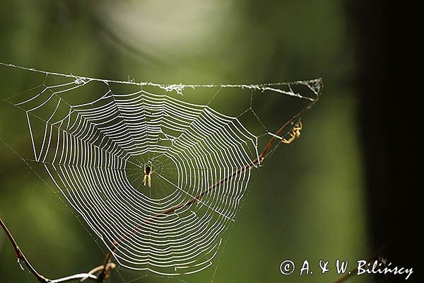 pająk na pajęczynie