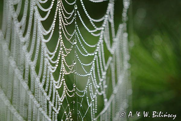 Pajęczyna i rosa