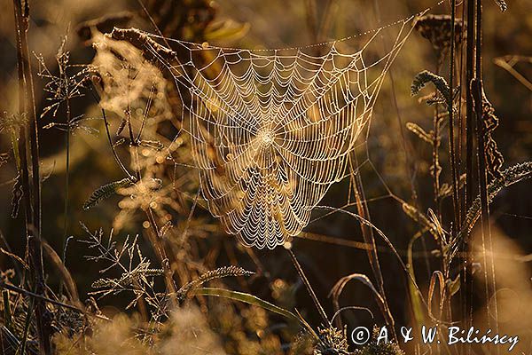 Krople rosy na pajęczynie, Pogórze Dynowskie