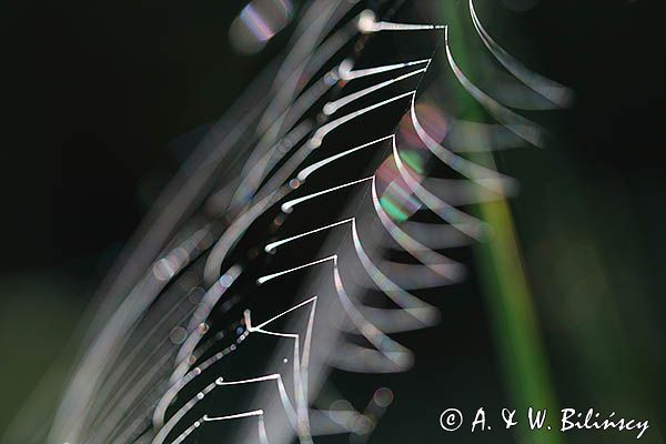 Tęczowa pajęczyna i pająk