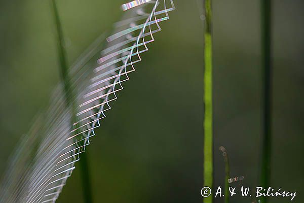 Tęczowa pajęczyna i pająk