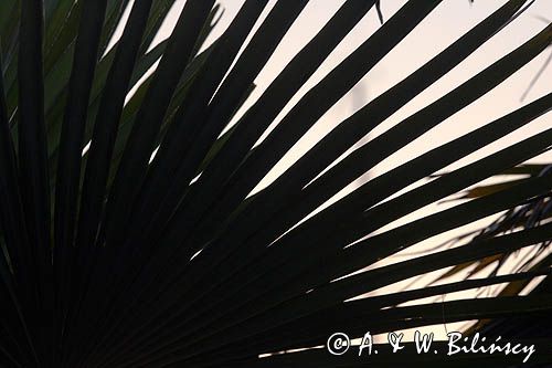 palma sabalowa, Port la Foret, Finistere, Bretania, Francja