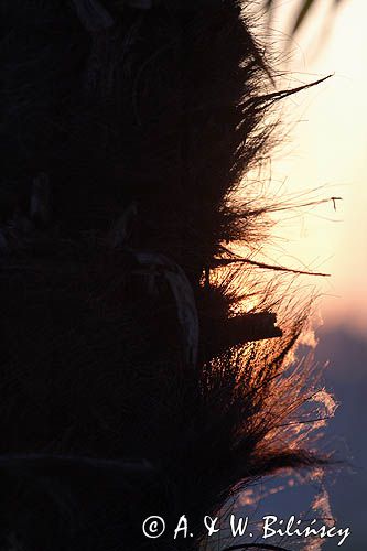 palma sabalowa, Port la Foret, Finistere, Bretania, Francja