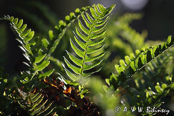 paproć, paprotka zwyczajna Polypodium vulgare