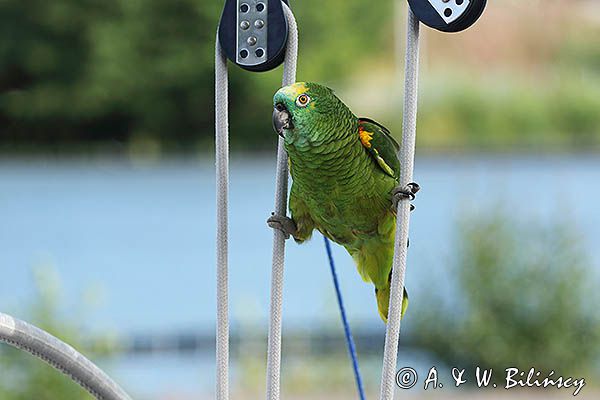 Amazonka niebieskoczelna, Amazona aesitva