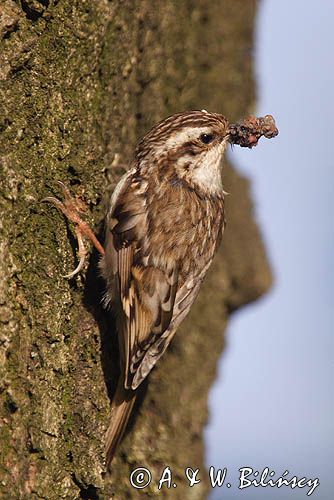 pełzacz leśny Certhia familiaris