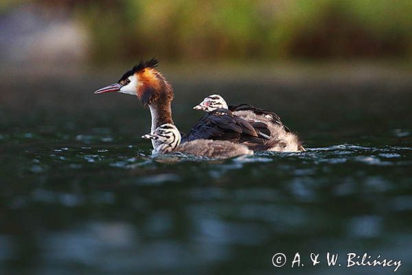 perkoz dwuczuby, Podiceps cristatus, z pisklętami
