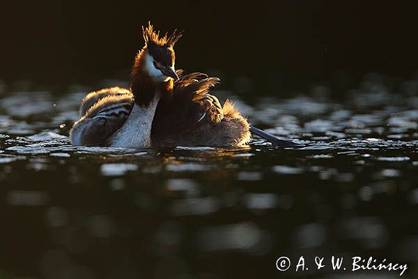 perkoz dwuczuby, Podiceps cristatus