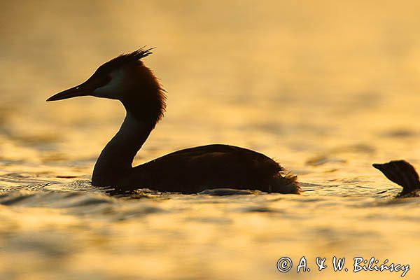 perkoz dwuczuby, Podiceps cristatus, z pisklętami