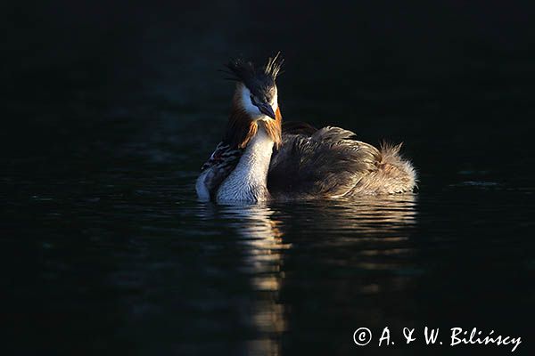 perkoz dwuczuby, Podiceps cristatus