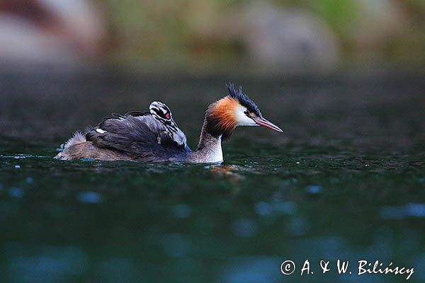 perkoz dwuczuby, Podiceps cristatus, z pisklętami