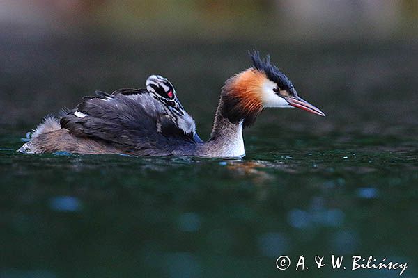 perkoz dwuczuby, Podiceps cristatus, z pisklętami