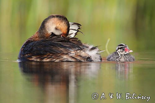 perkoz rogaty Podiceps auritus, pisklę