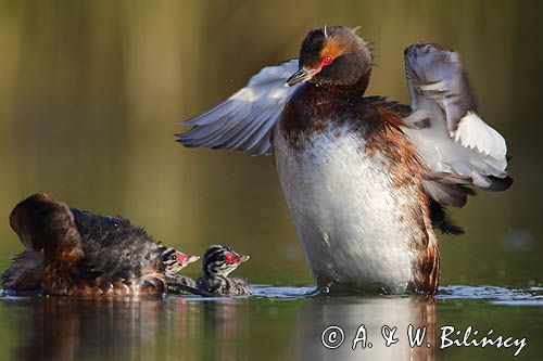 perkoz rogaty Podiceps auritus para z pisklętami