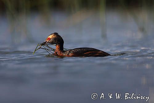 perkoz rogaty Podiceps auritus
