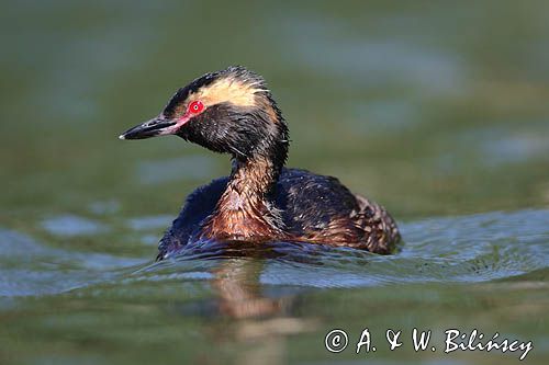 perkoz rogaty Podiceps auritus