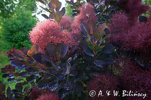 perukowiec podolski Cotinus coggygria