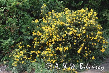 Potentilla pięciornik