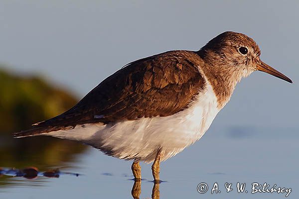 Brodziec piskliwy, brodziec krzykliwy, kuliczek piskliwy, piskliwiec, Actitis hypoleucos