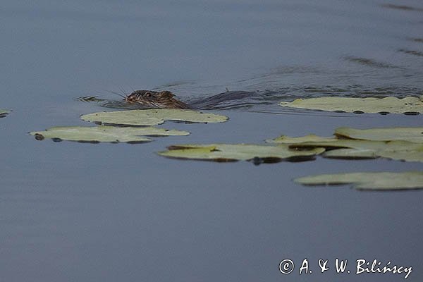 Piżmak amerykański, piżmak, piżmoszczur, szczur piżmowy, Ondatra zibethicus