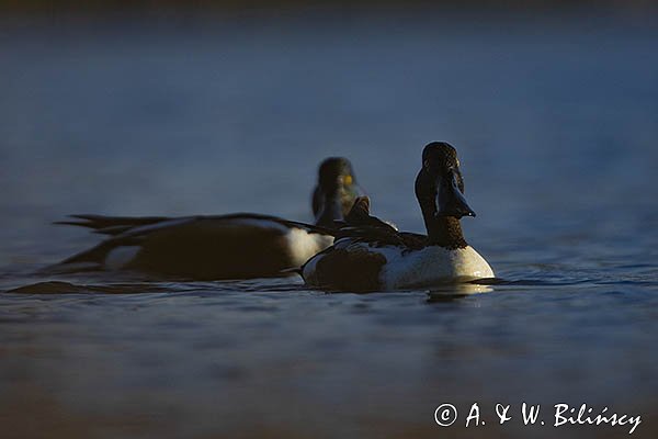 Płaskonos, Anas clypeata, samiec