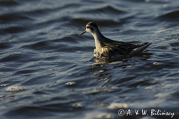 Płatkonóg szydłodzioby, Phalaropus lobatus