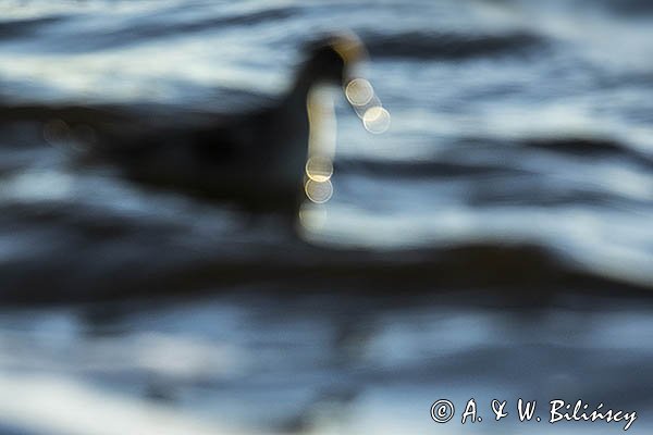 Płatkonóg szydłodzioby, Phalaropus lobatus