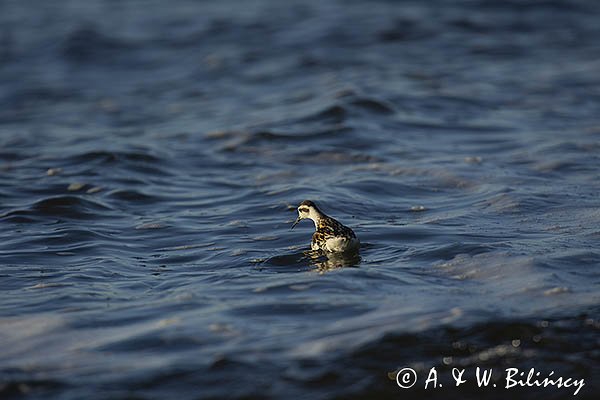Płatkonóg szydłodzioby, Phalaropus lobatus