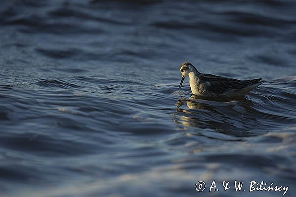 Płatkonóg szydłodzioby, Phalaropus lobatus