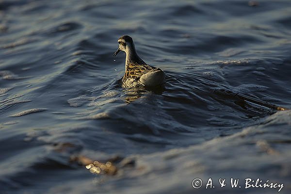 Płatkonóg szydłodzioby, Phalaropus lobatus
