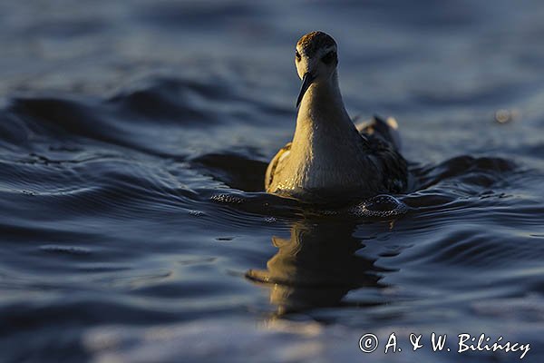 Płatkonóg szydłodzioby, Phalaropus lobatus