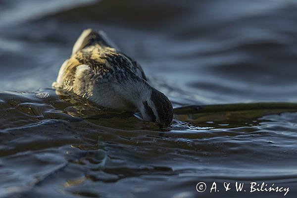Płatkonóg szydłodzioby, Phalaropus lobatus