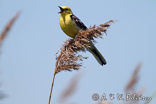 Pliszka cytrynowa, Motacilla citreola